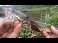 Lure fishing video_Afternoon fishing in the lake, I didn't expect to have food ||@TRUNG PLEIKU