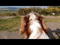 Welsh Springer Spaniel on Helsby Hill