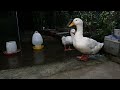 Funniest Animals 🤣 The evening of the chickens and ducks