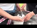 Popular at cherry blossom viewing❗️Norwegian Forest Cat conversing with 1-year-old girl