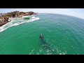 Drones Over Blue Whales, Gray Whales in Surf, Megapod of Dolphins off Dana Point Whale Watching