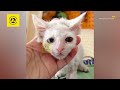 Dying Kitten Covered in Mud Transforms Remarkably After Being Adopted, It's Truly Beautiful