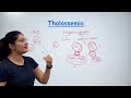 Thalassemia | Cooley's Anemia | Mediterranean Anemia | Causes | Symptoms | Diagnose | Management