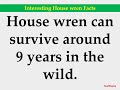Interesting House wren Facts