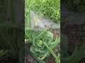 What's Growing In My Garden