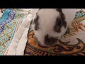 Bunny 🐰 eating blueberries ASMR