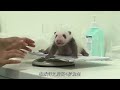 “熊猫是租的但爱不是”：神户奶爸为旦旦泣不成声，照顾安安终老的香港护理员，搬到熊猫隔壁的比利时爷爷……