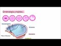 Tejidos Básicos del Cuerpo Humano | Tipos y Clasificación | Histología