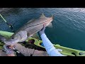 SHRIMP LURE Fishing | Dusk Big Fish Light Tackle Snook Bite