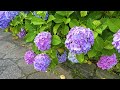 【4K Japan Walk】Shimoda Park has the most blooming hydrangeas in Japan