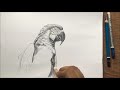 Macaw drawing in pencil step by step | bird drawing | pencil art