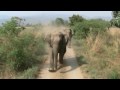 elephant charge in corbett, dhikala