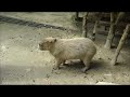 Top 5 Capybara