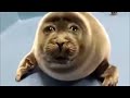 Sad seal part 2