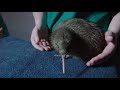 Finding And Hatching A Rare Flightless Kiwi Bird That Amazes Scientists I Modern Dinosaurs