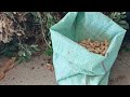 Farming in the Philippines 'Peanut Harvesting- How to Pick Peanuts Like a Pro | Seed, Sow & Grow