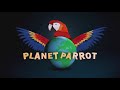 Are Parrots OP?