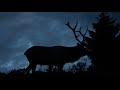 Bull Elk Bugling at Night in Yellowstone