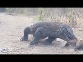 Dragão De Komodo Engole Sua Presa Inteira! Cena Assustadora | Animais Selvagens