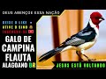 🟢 - GALO DE CAMPINA CANTO FLAUTA ALAGOANO