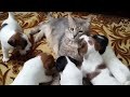 Jack Russell Puppies playing with cat