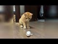Incredible jokes with cats that will make you laugh until you cry (2024)