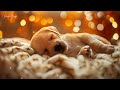 Dog Calming Music💖🐶Separation Anxiety Relief 🦮🎵 Relaxing Music For Your Meditation