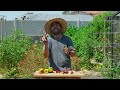 When & How To Harvest Your Summer Crops for PEAK Flavor 🥒🍅🌶️