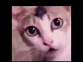 Surprised Cat Meme / Song: Classic Shee - Lucio Sergio Catilina.