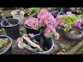 Rolita Vijandre Spowart's Massive Bougainvillea Garden Part #3 [w/ English Subtitles]