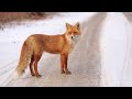 Red Fox: The Skilled and Cunning Hunter