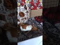 See Our Guinea Pigs Loving The Cage!