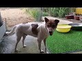 The FUNNIEST Dogs and Cats Shorts Ever😬🐶You Laugh You Lose🐕