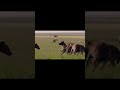 Lion vs 100 Hyenas - War Area - TQN Wildlife