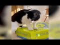 Funniest Cats and Dogs (Best of 2024) 😹🐶 New Funny Animals Video 😍