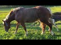 Belgian Draft Horses and Babies