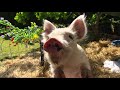 How to Keep Pigs At Home | PETS | Great Home Ideas