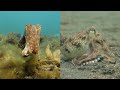 The Insane Biology of: The Cuttlefish