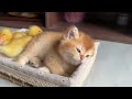 So cute funny😂!The process of kitten and the duckling making friends.Video of ducklings and kittens