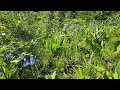 Bluebells Are Blooming