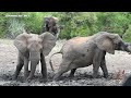KRUGER NATIONAL PARK 2023 - SHINGWEDZI DAY 4 - HEADING HOME & WIN A CAMPING TRIP WITH ME TO KRUGER