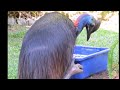 Growth of Peanut the Cassowary hatched Nov  2012