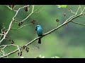 Bird id :--- Verditer flycatcher