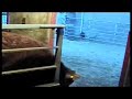 Cow opens gate with tongue