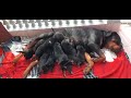 Rottweiler's Delight: A Bundle of Ten Joyful Puppies! #rottweiler