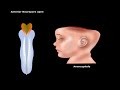 USMLE® Step 1: Neuroscience: Development of CNS Animation