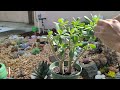 How to fix a leaning Jade the right way. Care and tips for crassula ovata 