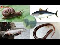 BELAJAR MENGENAL NAMA-NAMA HEWAN AIR BAHASA INDONESIA - BAHASA INGGRIS | LEARNING WATER ANIMALS NAME