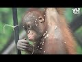 Baby Orangutan Rescued 8 Years Ago Is Finally Ready For Release | The Dodo
