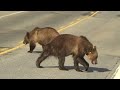 Aggressive male grizzly bear gets snarky with a female grizzly.